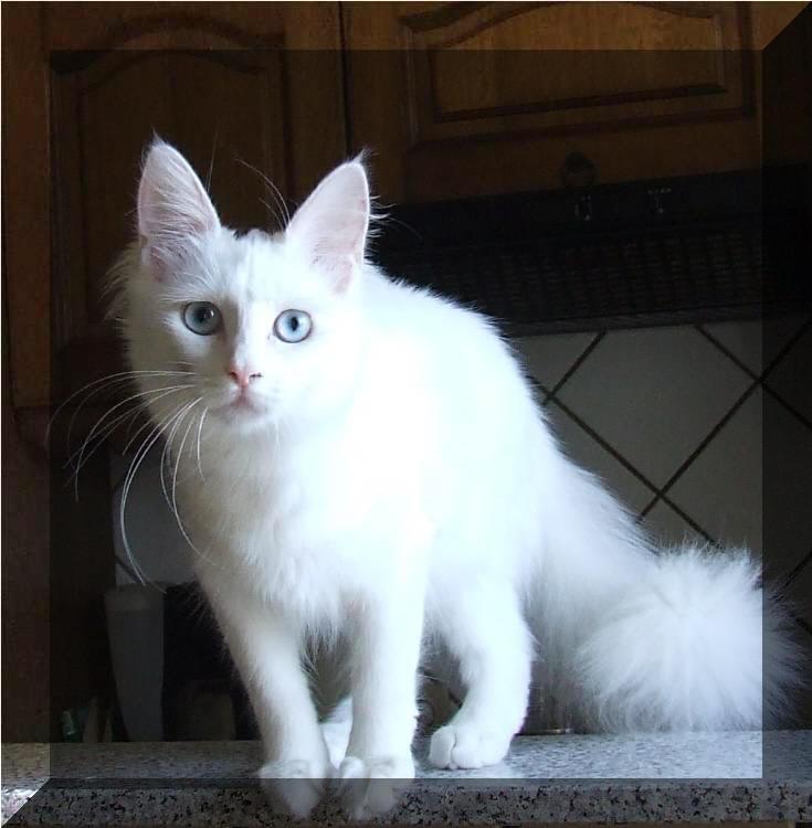 Turecka Angora Myska