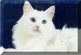 Turecka angora Natalka