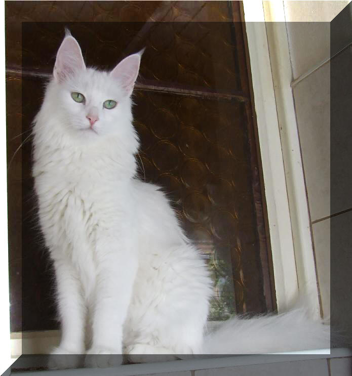 Turecka Angora
