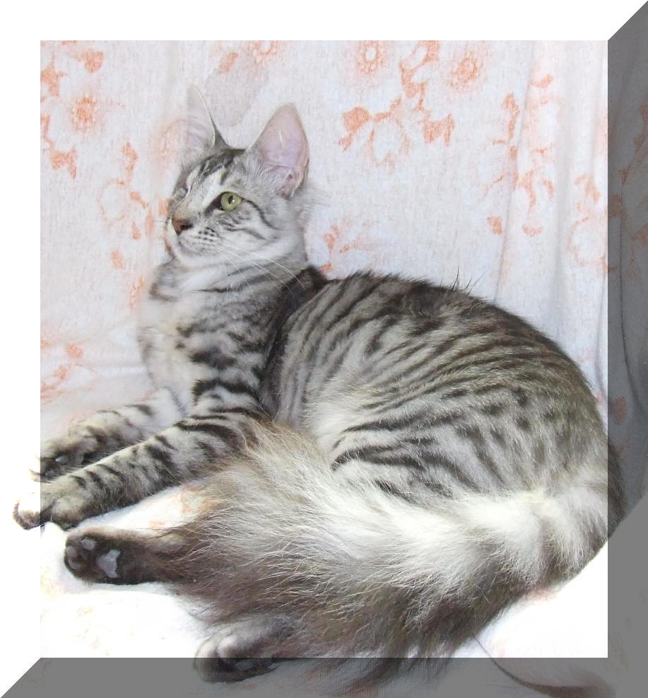 Turecka Angora Tara