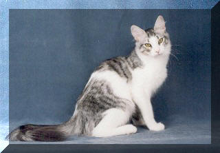 Turecka angora Tira