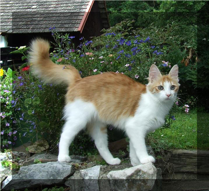  Turecka Angora kocka Urania