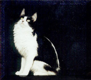 Turecka angora Janicka