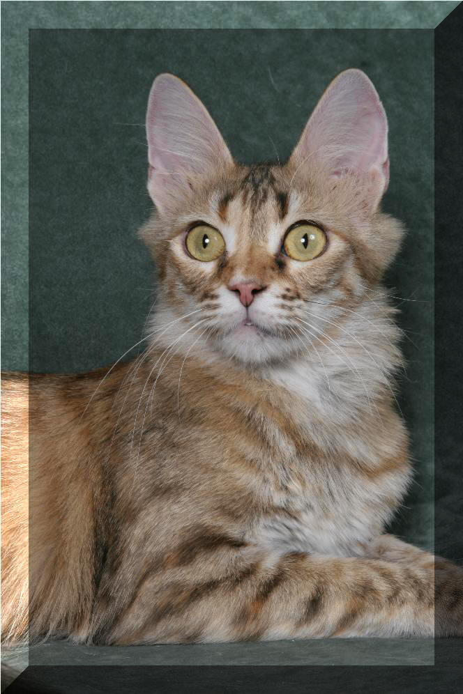 Turecka Angora - Zlatuska