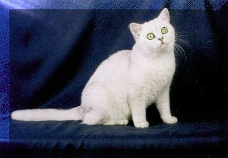 Britska stribrita stinovana kocka Angel