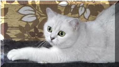 Britska stribrita stinovana kocka Angel