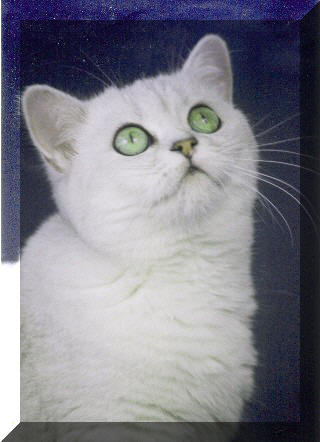 Britska stribrita stinovana Angel