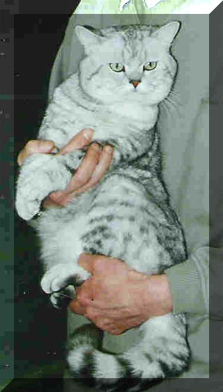 Britska stribrita cerne teckovana Balou