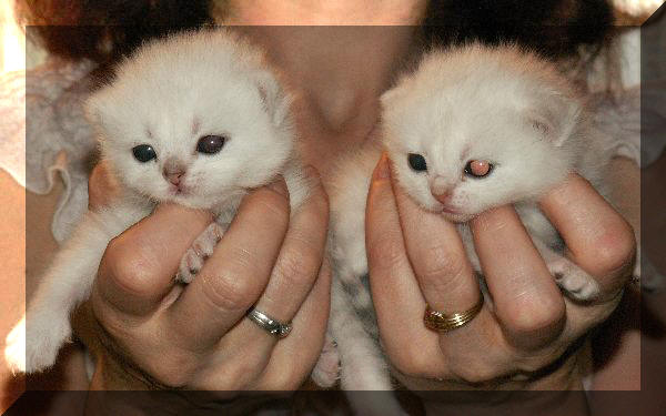 Britska stribrita cincila - kotata