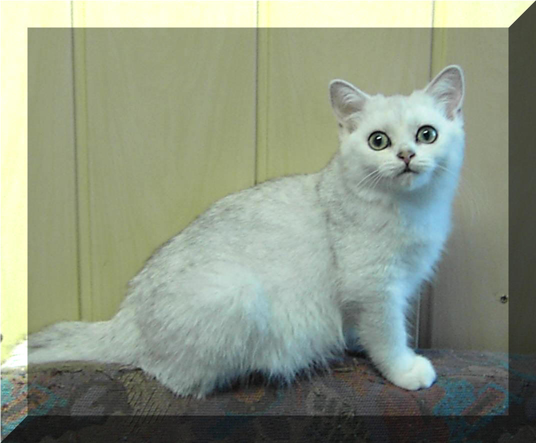 Britska stribrita stinovana Gloria