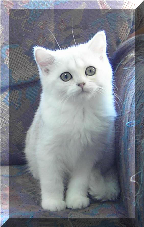 Britska stribrita cincila Grace