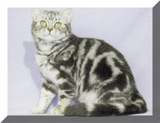 Britska stribrita modre marmorovana Sean