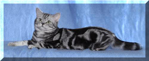 Britska stribrita cerne mramorovana Tabacco