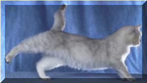 Britska stribrita stinovana kocka Yummi