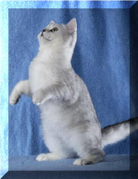 Britska stribrita stinovana kocka Yummi