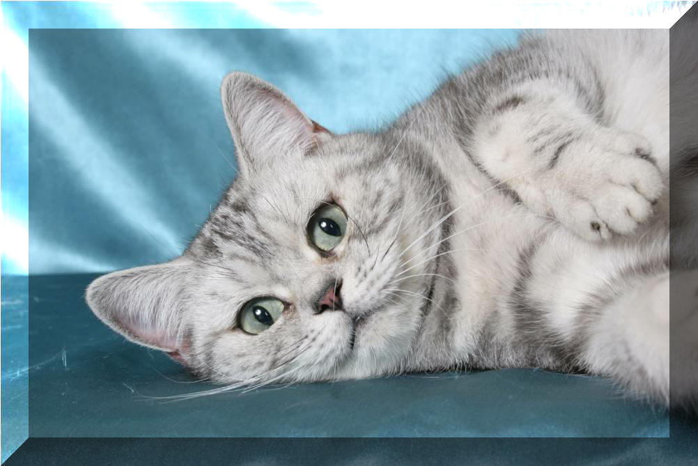 Britska kocka Beauty