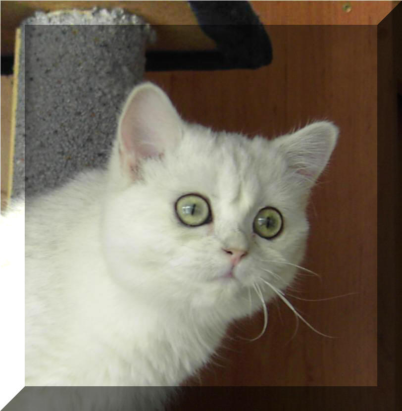 Britska kocka - stribrita cincila