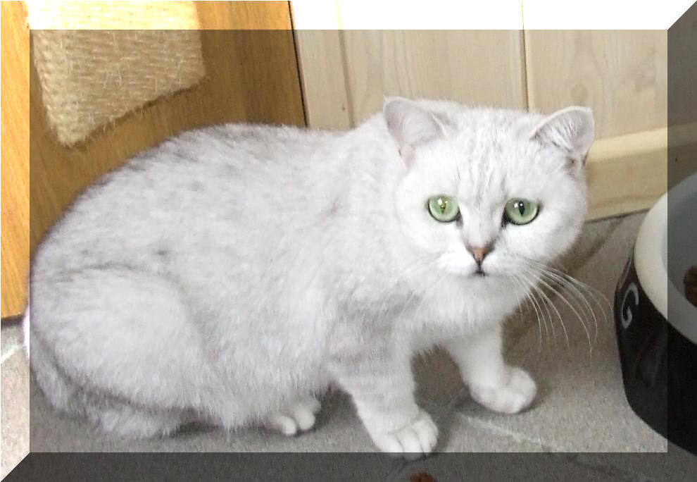 Britska stribrita stinovana Yummi