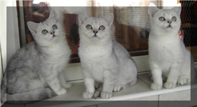 Britska stribrita stinovana / cincila - kotatka chov. stanice Rosa Glauca