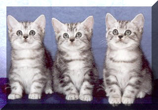 Britska stribrita cerne mramorovana kotatka chovatelske stanice Rosa Glauca